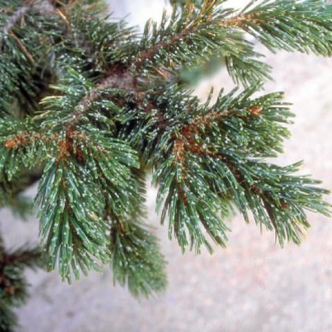 Pine (Bristlecone)