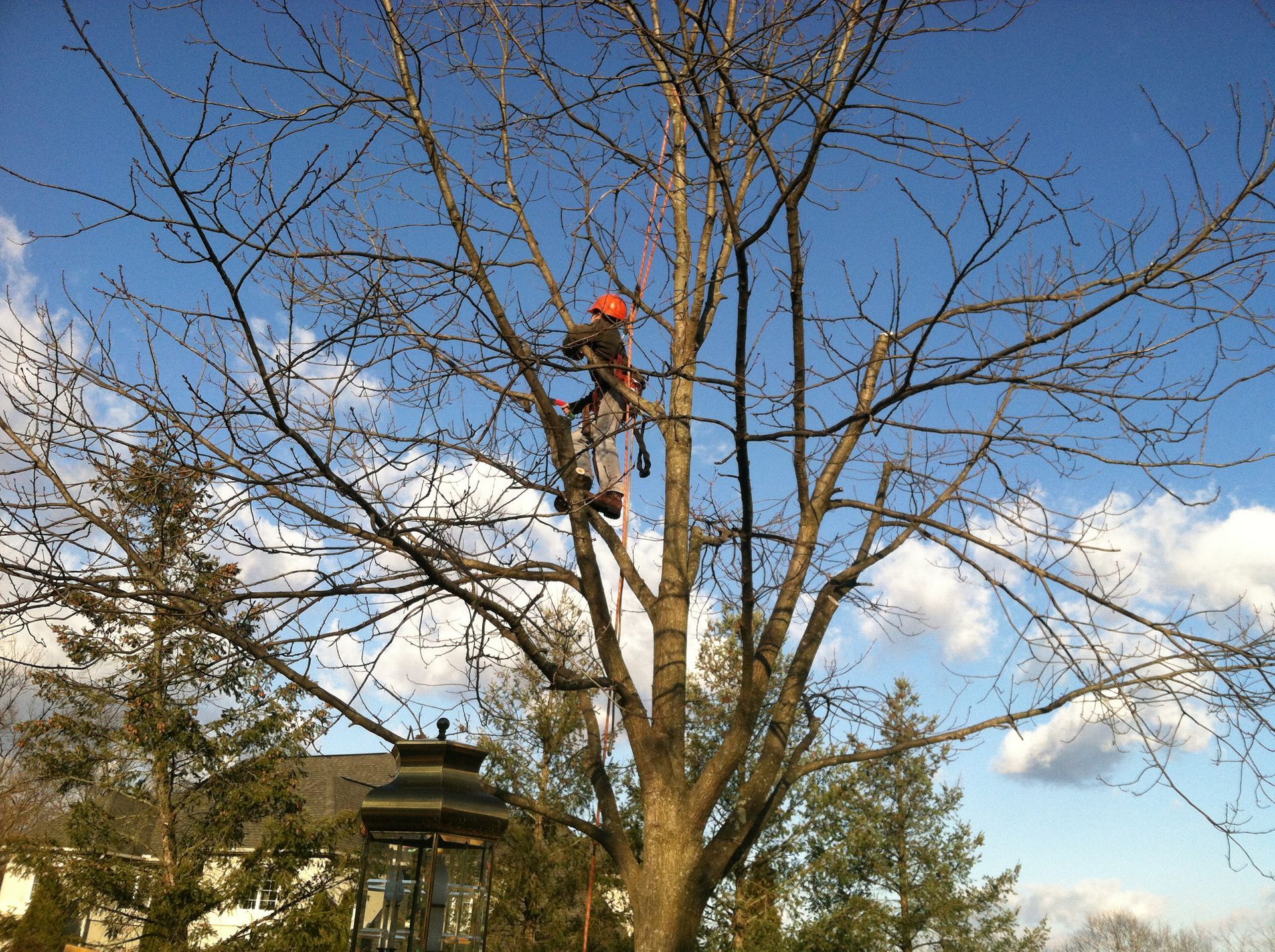 Tree Services Carlisle, PA Mechanicsburg, PA Woodlawn