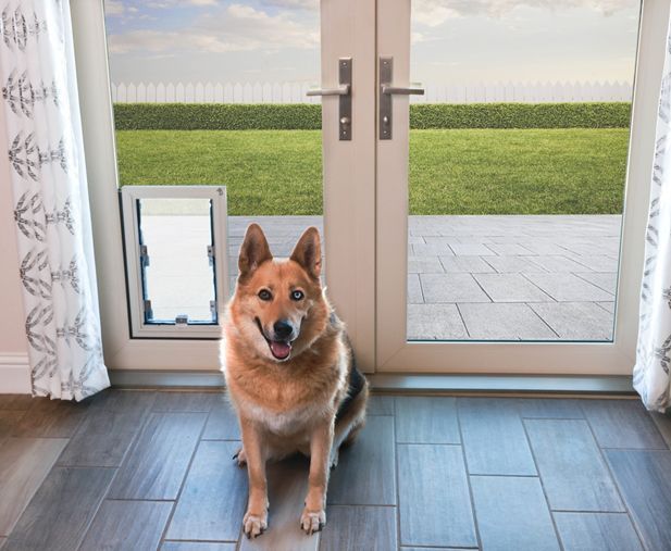 A dog is sitting in front of a door with a dog door
