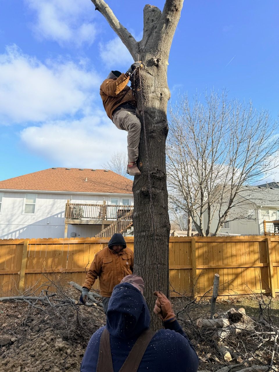 Man climbing a tree, another man on the ground cutting with a chainsaw, and a third observing on a sunny day.