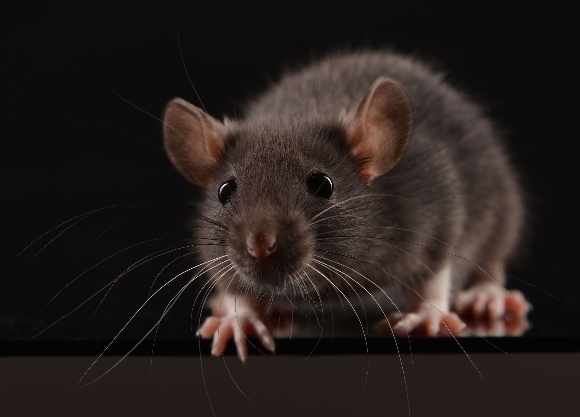 pest control companies