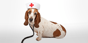 Basset hound wearing costume