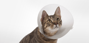 Cat wearing protective cone
