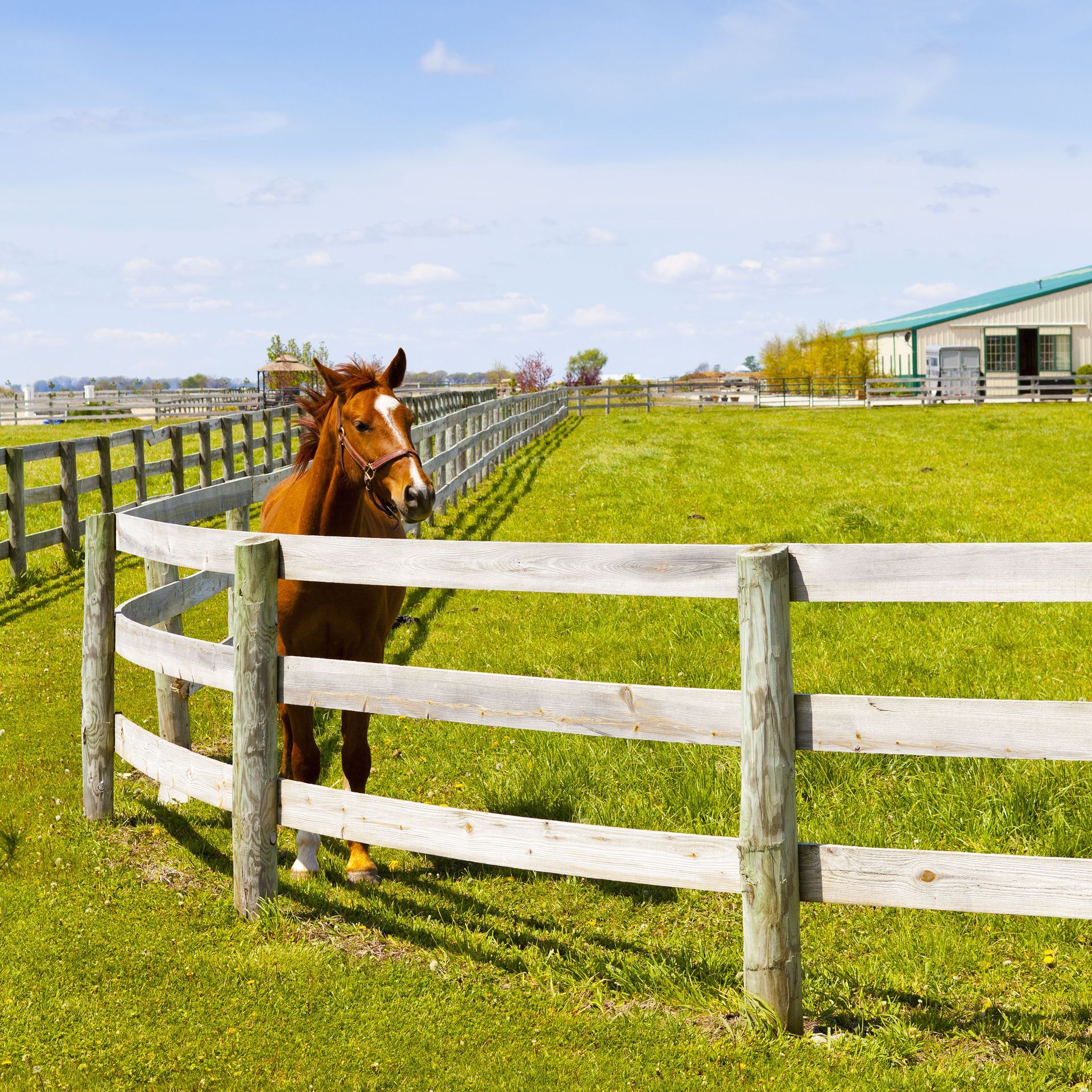 Brown horse in a fenced green paddock beside a white barn under a bright sky