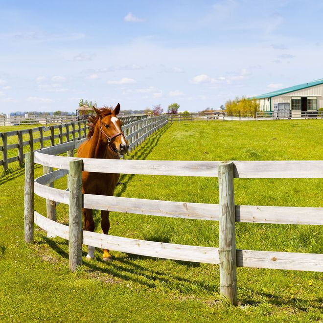 Brown horse in a fenced green paddock beside a white barn under a bright sky