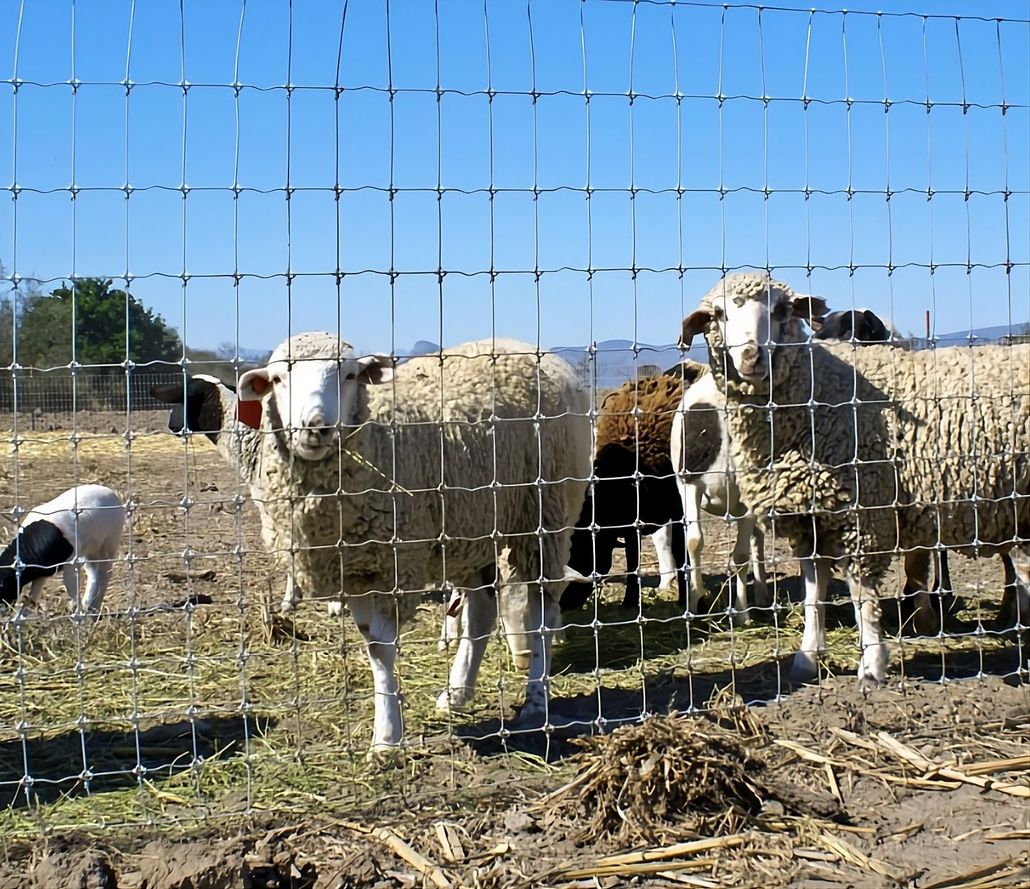 Sheep and a black-and-white goat standing in a fenced pasture under a clear blue sky