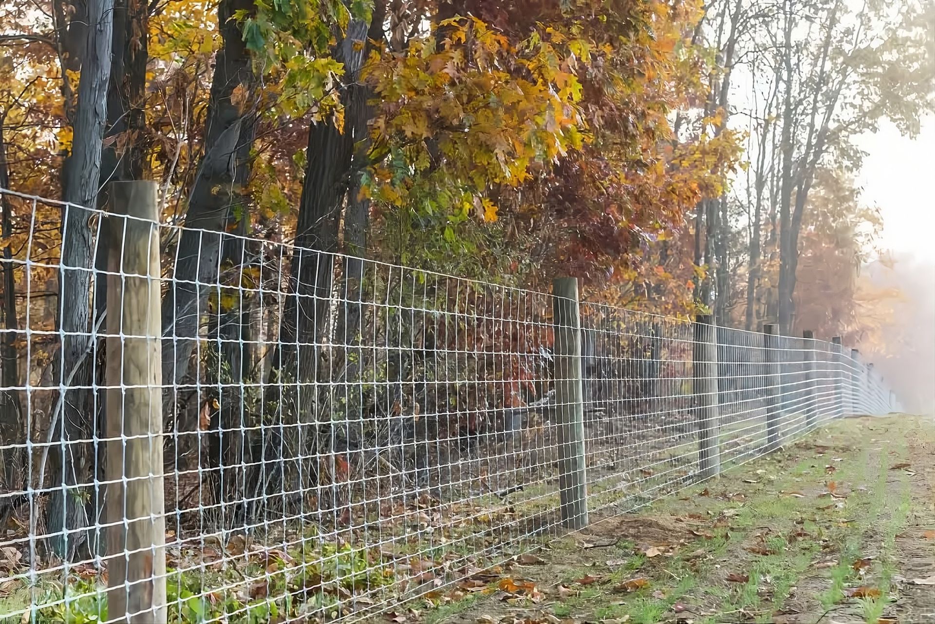 Wire fence beside a tree-lined path in autumn with fallen leaves and morning mist