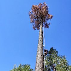 A man is cutting down a tree with a crane.