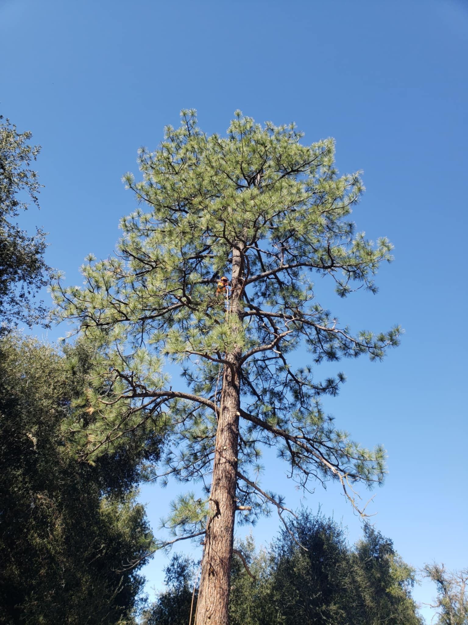 A man is climbing a tree with a chainsaw.