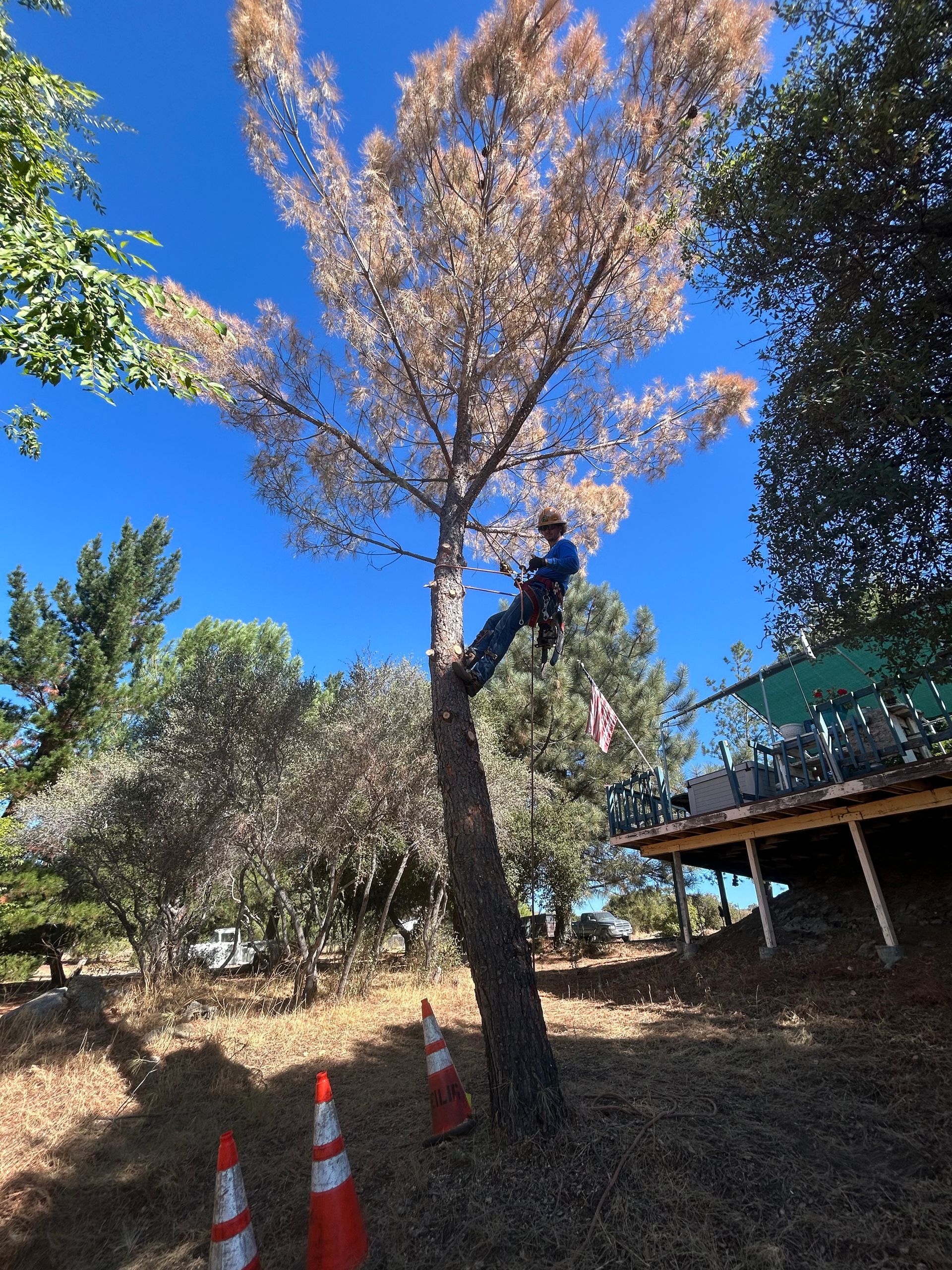 A man is climbing a tree in a field with cones in the foreground.