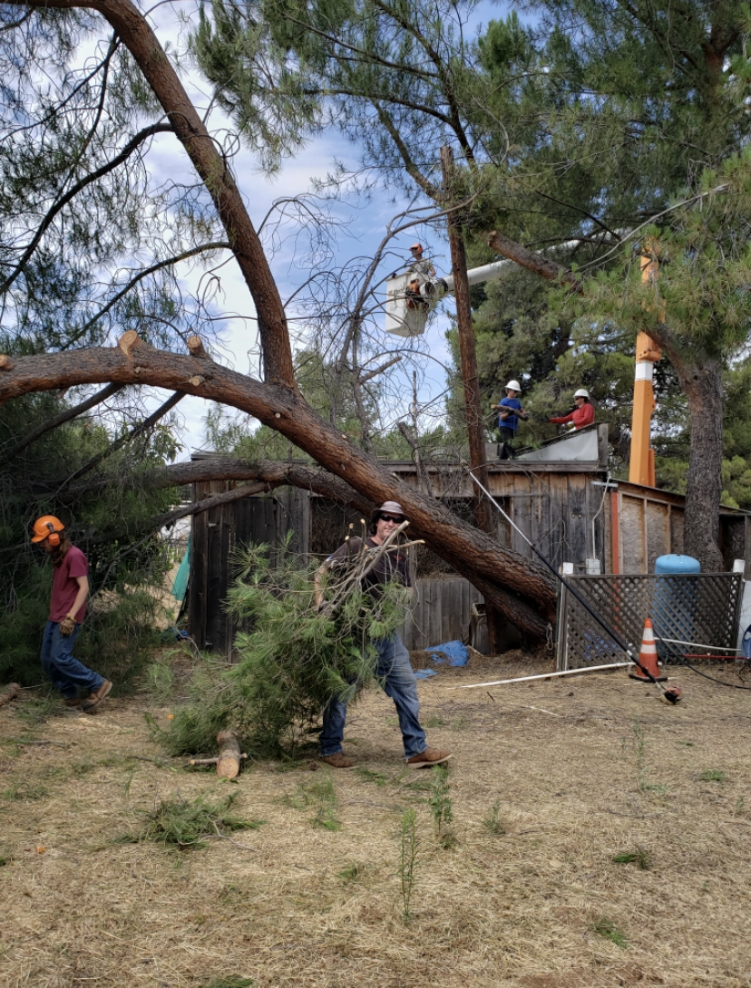 A man is standing next to a fallen tree in a yard.