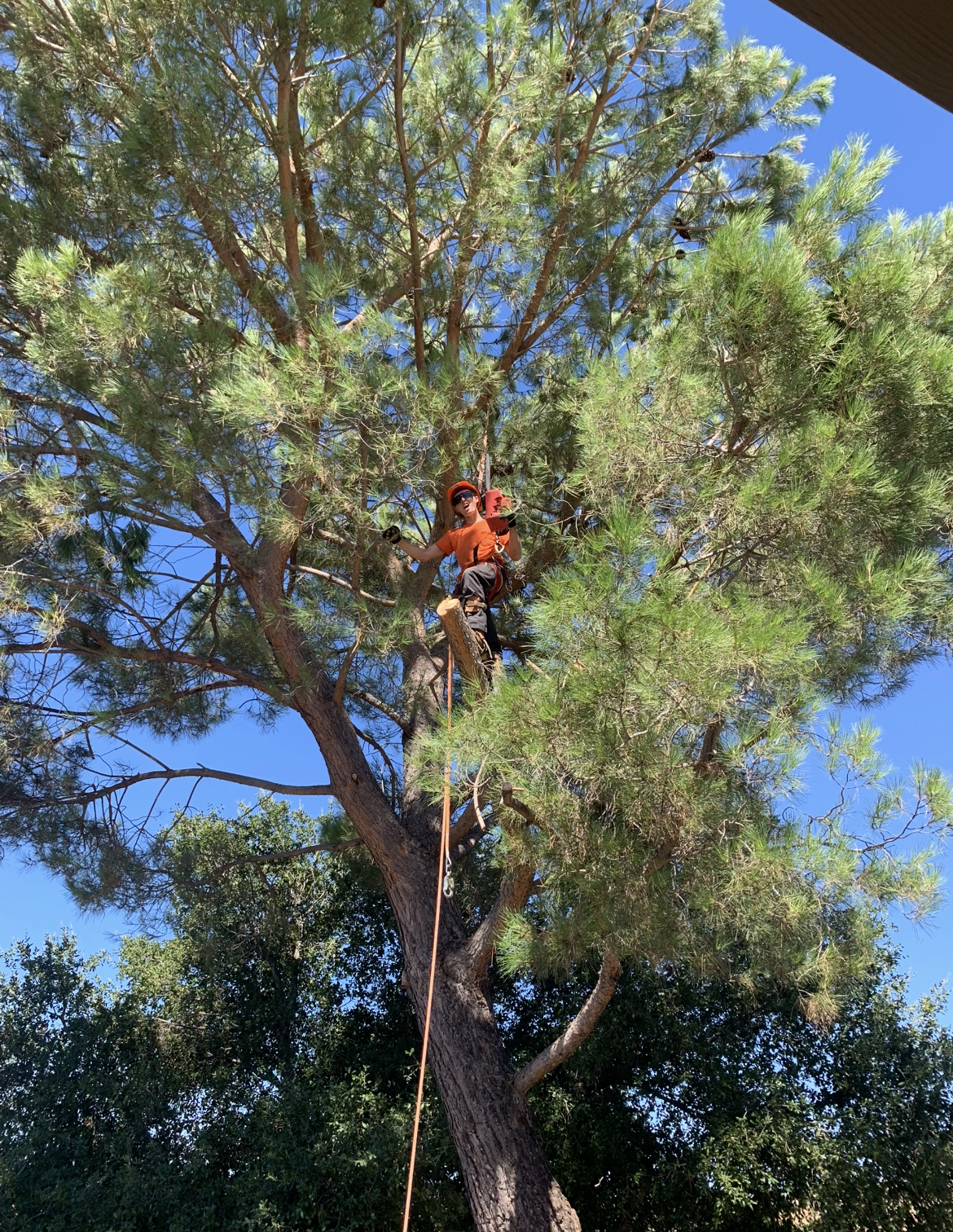 A man is climbing a tree with a chainsaw.