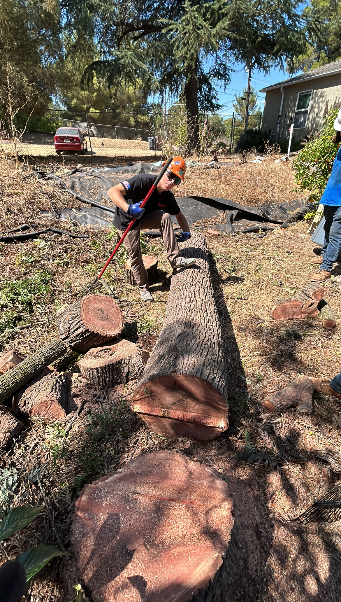 A man is standing next to a large tree stump.