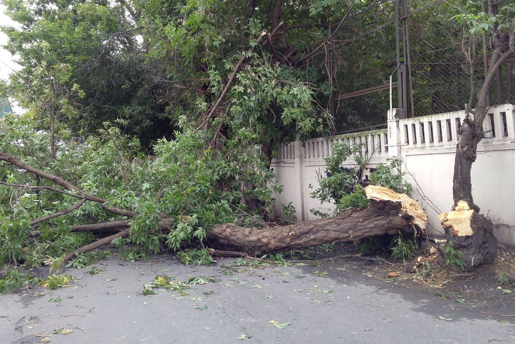 Fallen tree blocks a road. Branches and trunk lie across the pavement near a white fence and building.