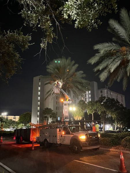 A utility truck with a lift trimming a palm tree at night, with a multi-story building in the background.