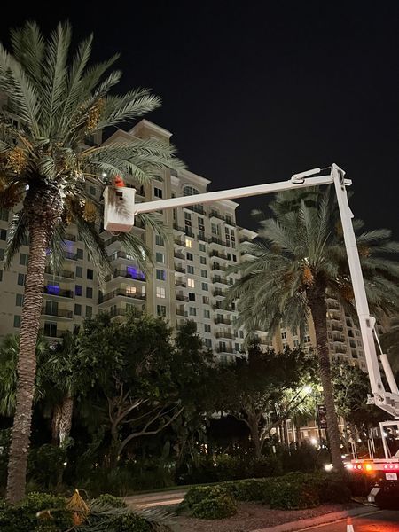 A boom lift trims palm tree fronds in front of a tall building at night.