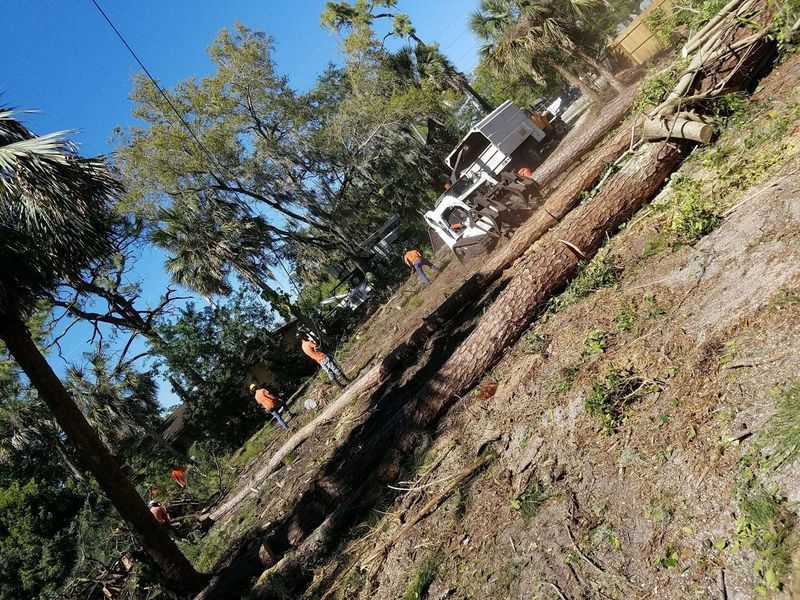 Tree removal: Workers with equipment cutting a fallen tree, with a white truck on a slope.