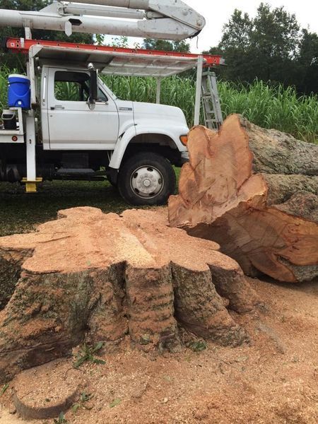 A felled tree and stump, with a truck, ladder, and saw dust in a field.