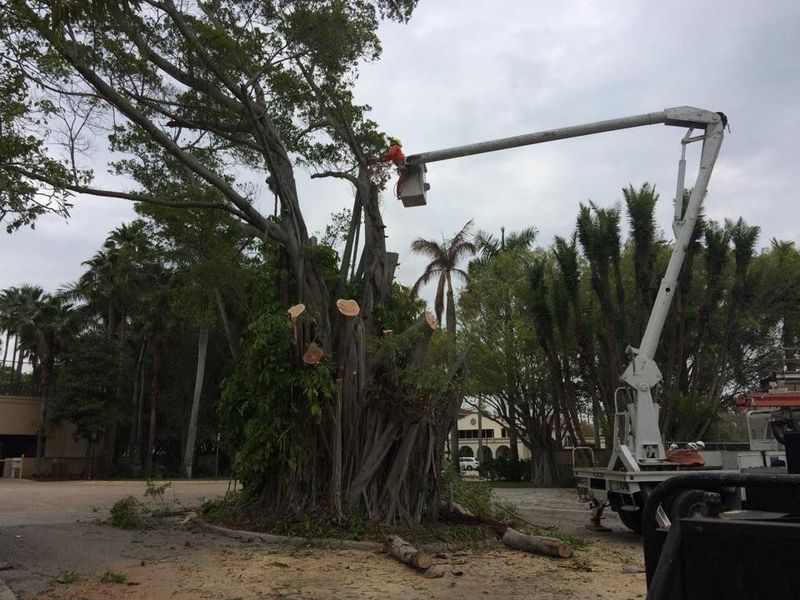 Tree trimming, worker in a lift basket cutting branches, sawdust on ground, truck in a paved area, palm trees in the background.