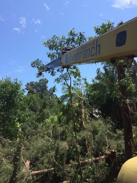 A tree being trimmed by a yellow tree branch machine against a blue sky, surrounded by green foliage.