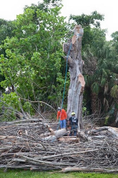 Two workers cutting a tall tree trunk, surrounded by branches. One worker holds a rope. Green trees in background.