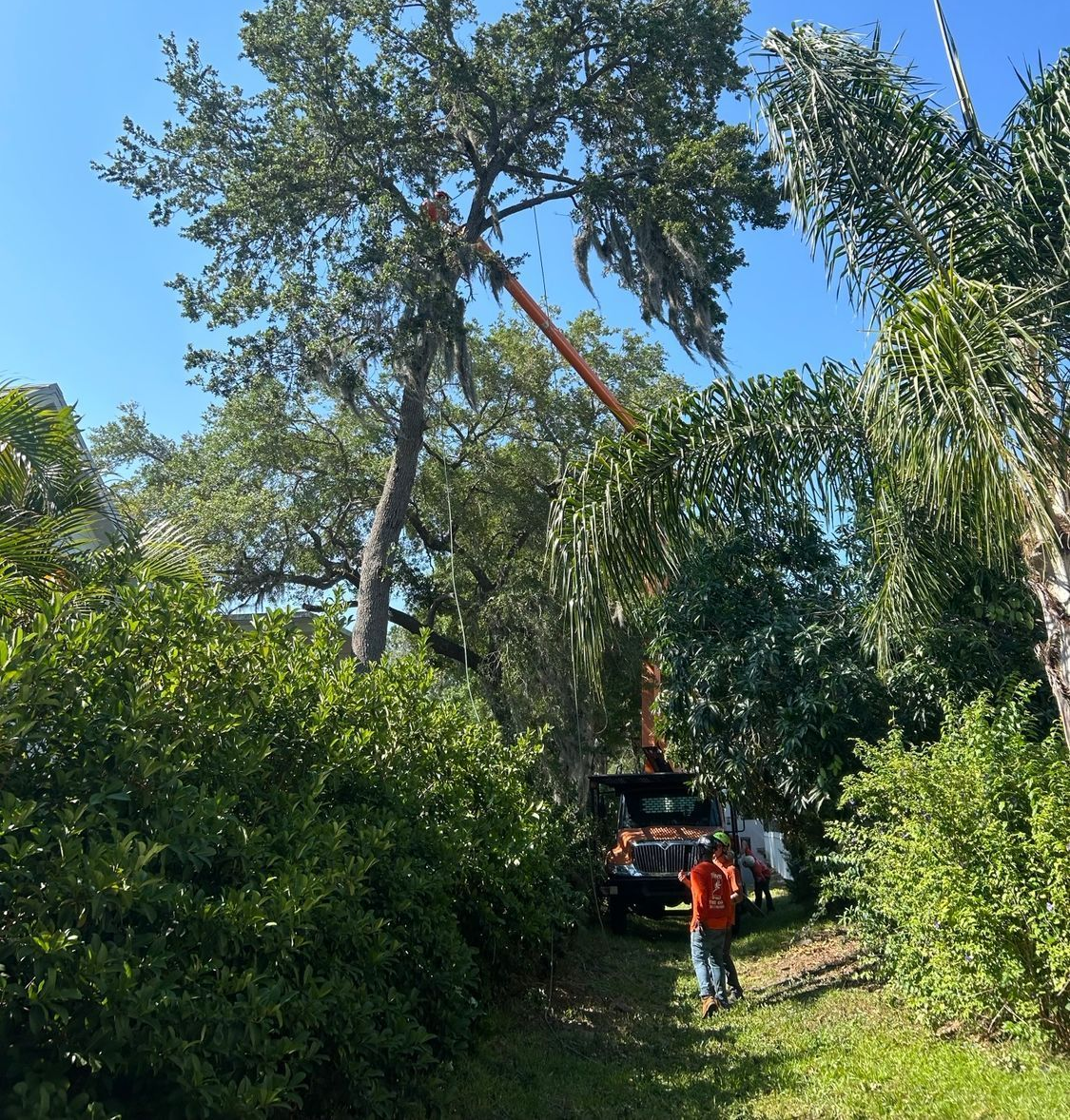 Tree trimming in progress; worker in orange shirt guides bucket truck arm to cut branches from tall tree in daylight.