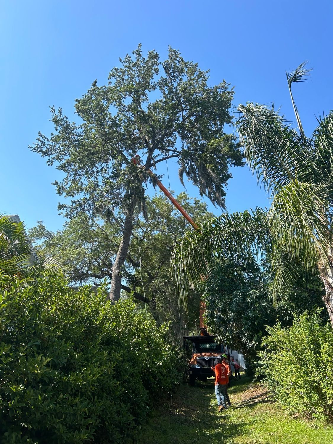 Tree trimming: An orange lift arm cuts branches of a large tree. A worker stands below. Sunny day.