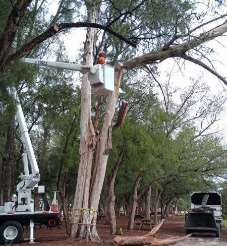 Olive Branch Tree Care