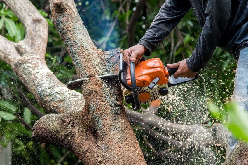 Person using an orange chainsaw to cut a tree branch, sawdust in the air.
