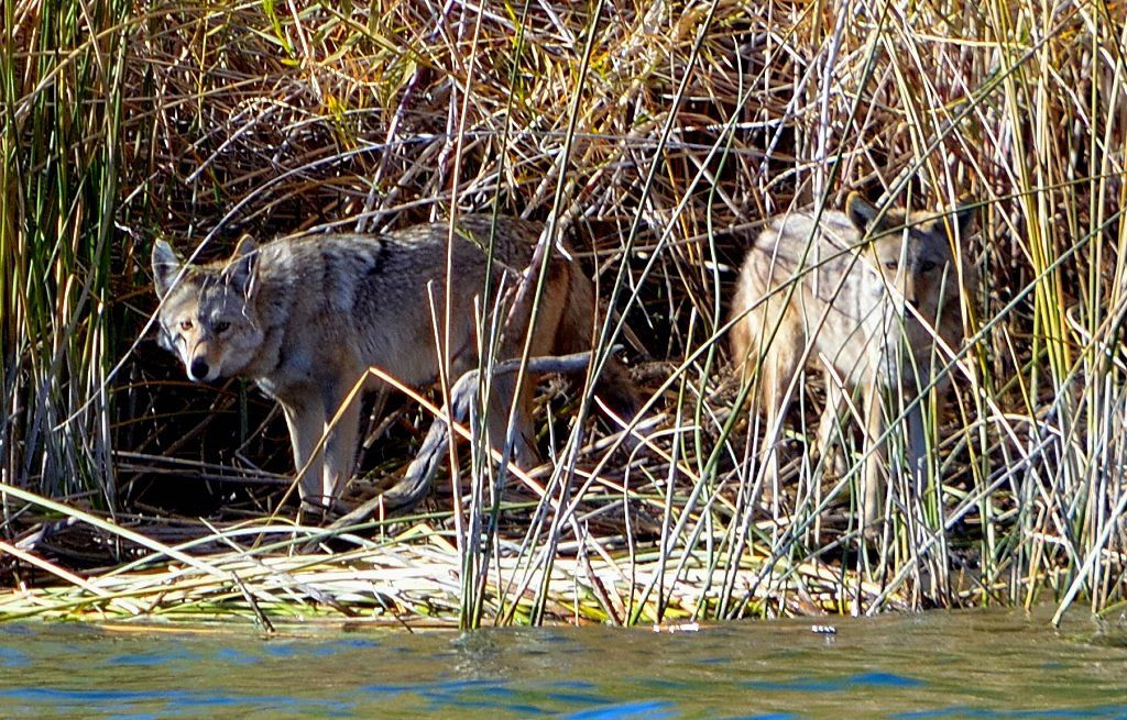 Desert Bighorn Sheep