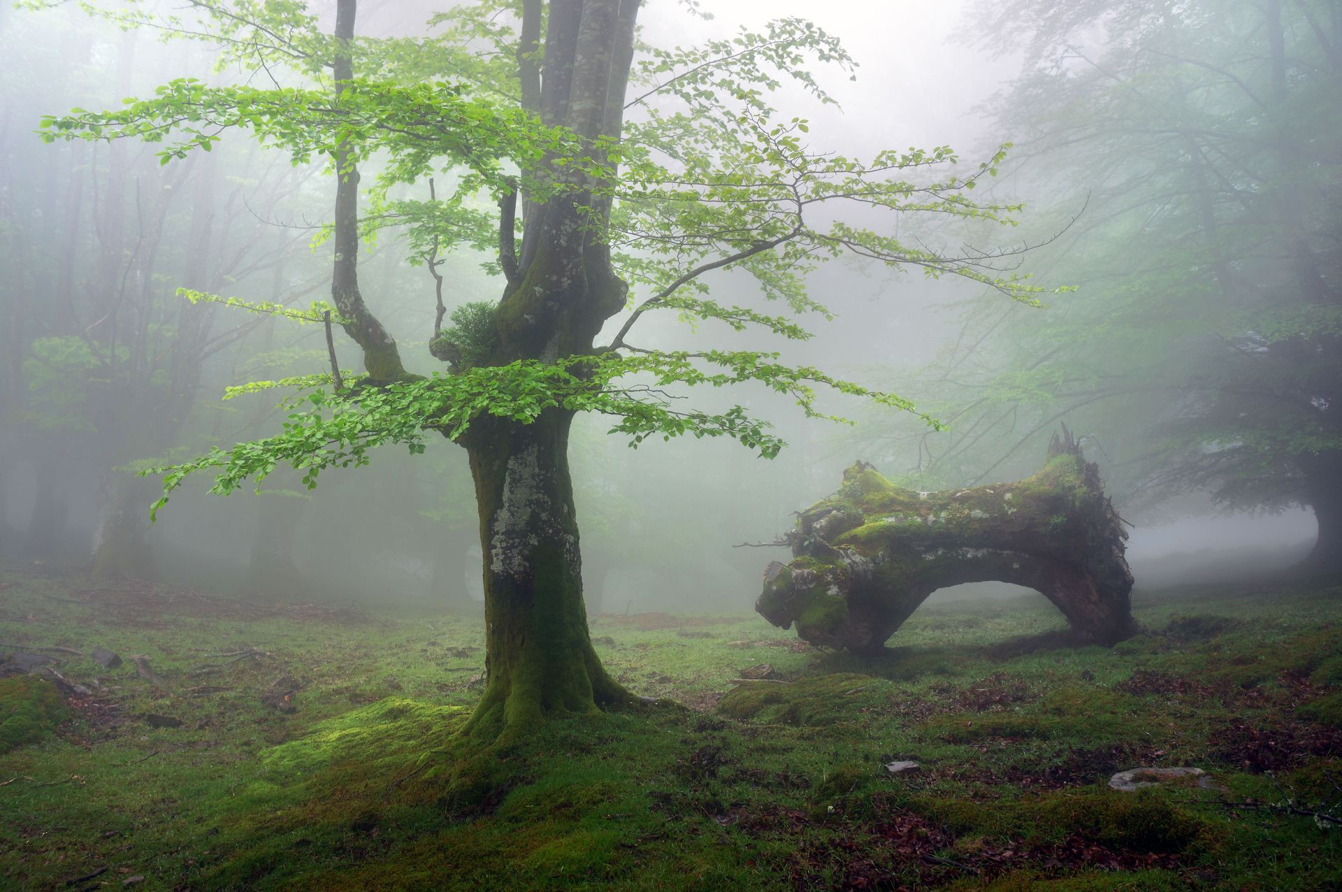tree removal contractor