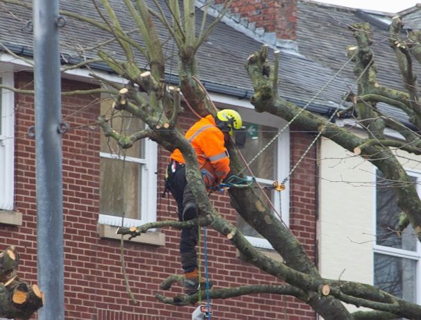 Tree workers in bright orange gear pruning branches beside a brick house