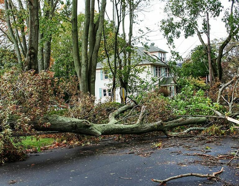 Fallen tree blocks a wet street in front of houses after storm.