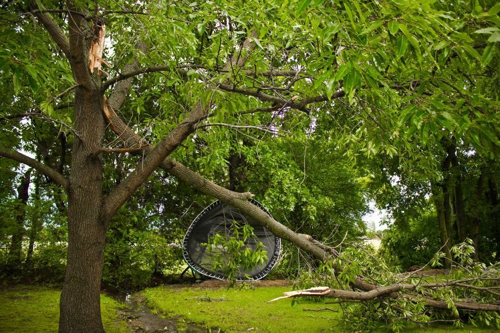 A large tree in a lush green park with a fallen branch and a tire swing in the background