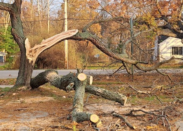 Storm-damaged tree with broken limbs and cut logs in a leaf-covered yard in autumn