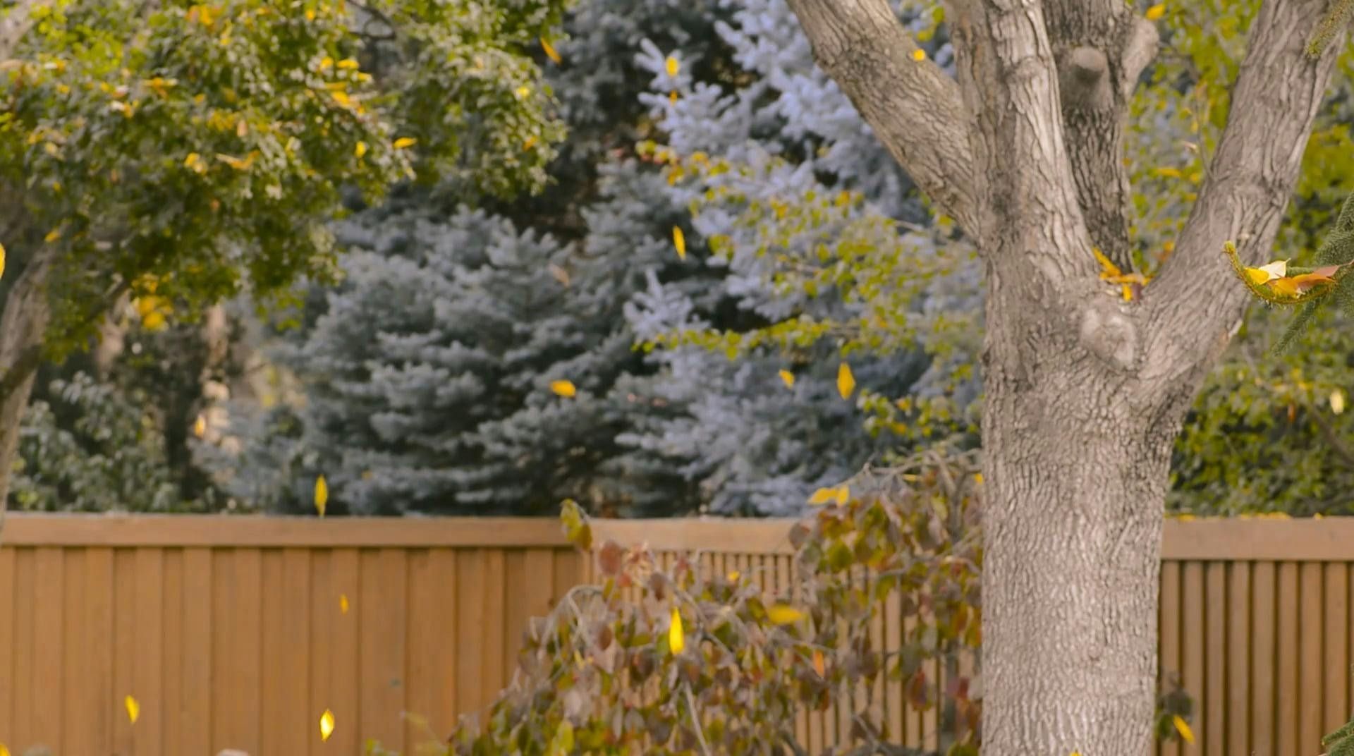 Brown fence and tree trunk in a leafy backyard with autumn-colored foliage.