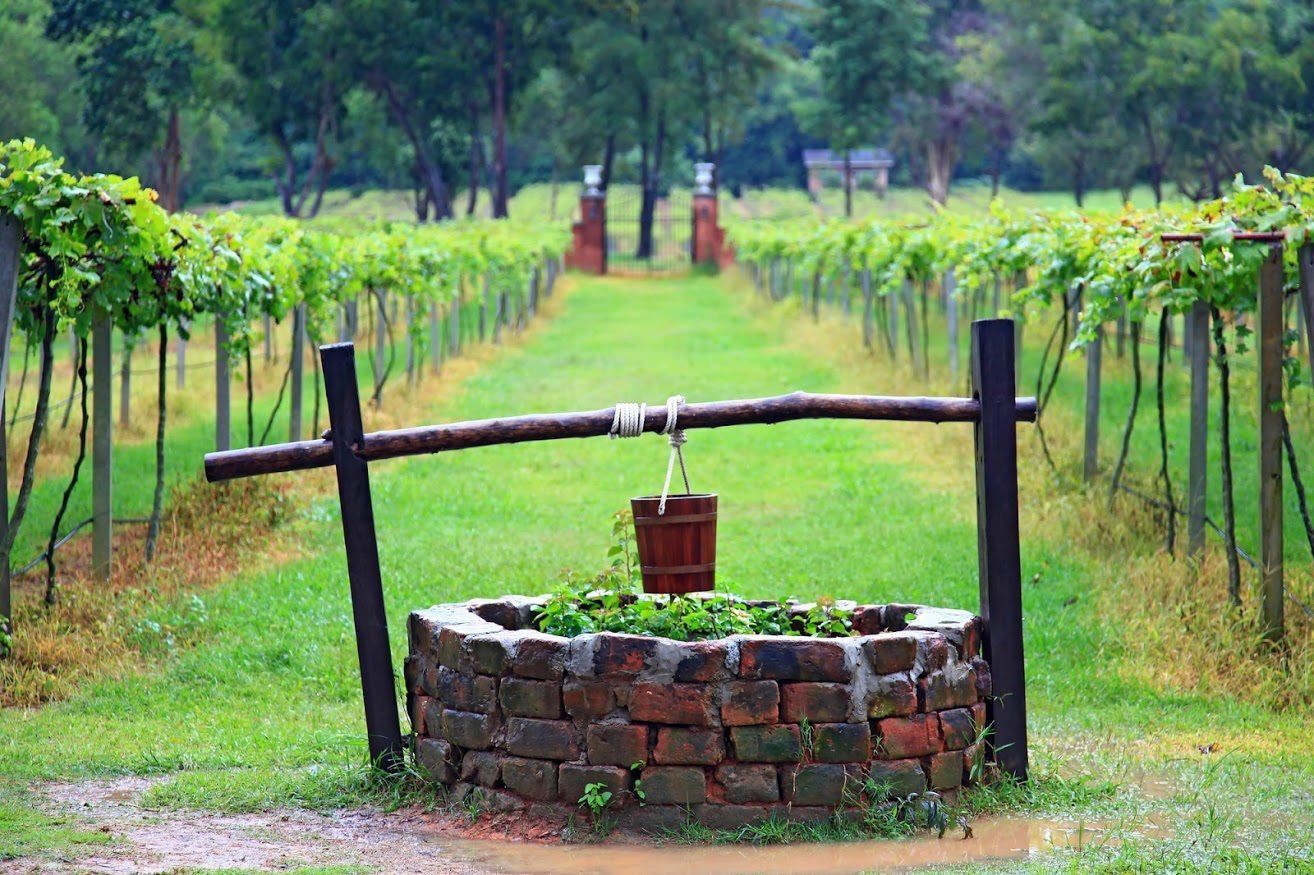 A brick water well with a hanging bucket sits in the foreground of a lush green vineyard with rows of grapevines.