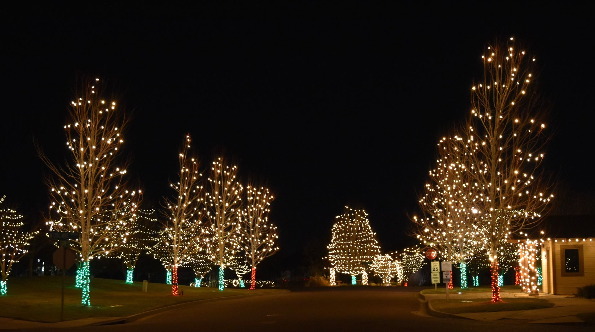 a row of trees decorated with christmas lights at night