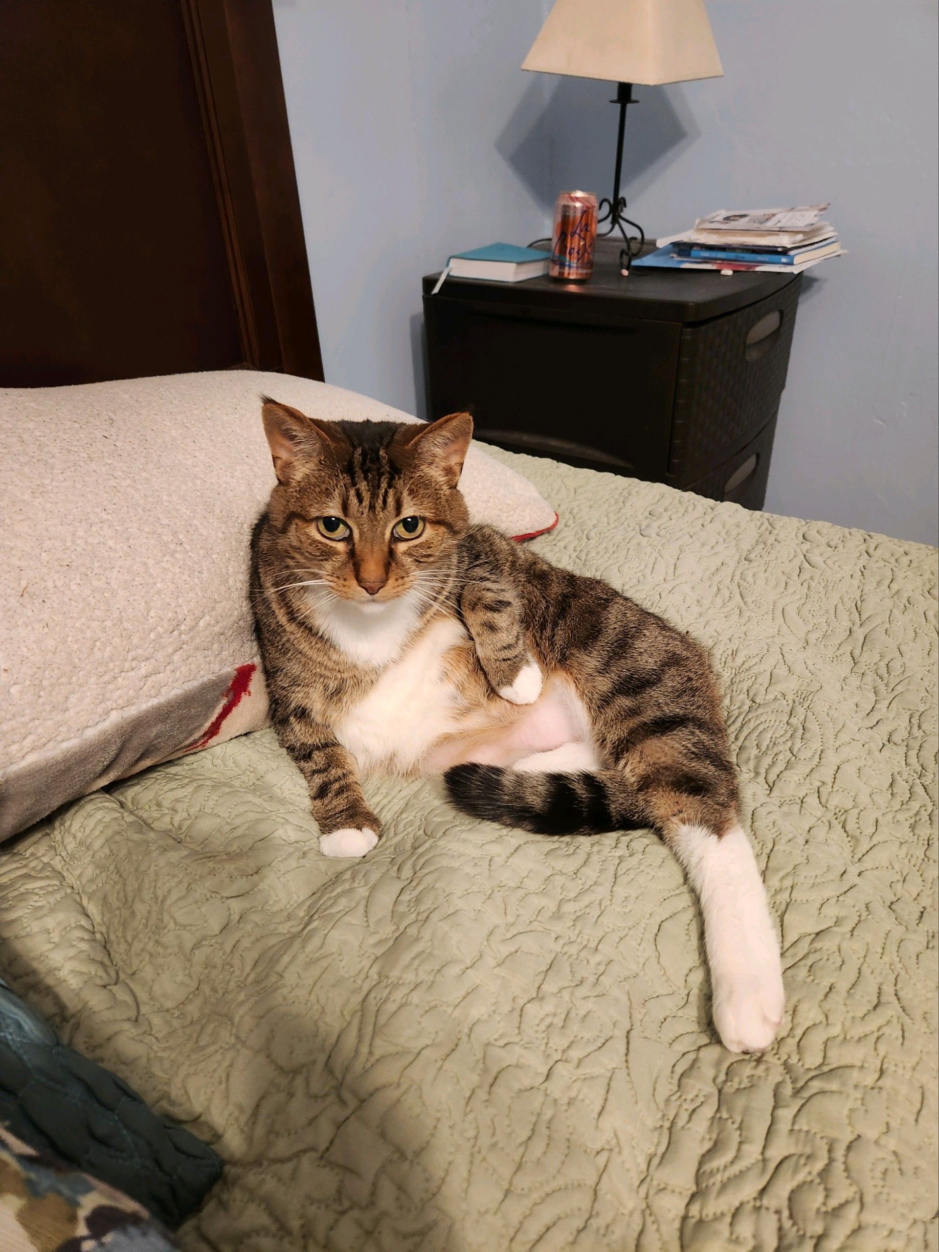 Cat lying on a bed with a paw raised. Brown tabby with white paws and chest, on a green bedspread.