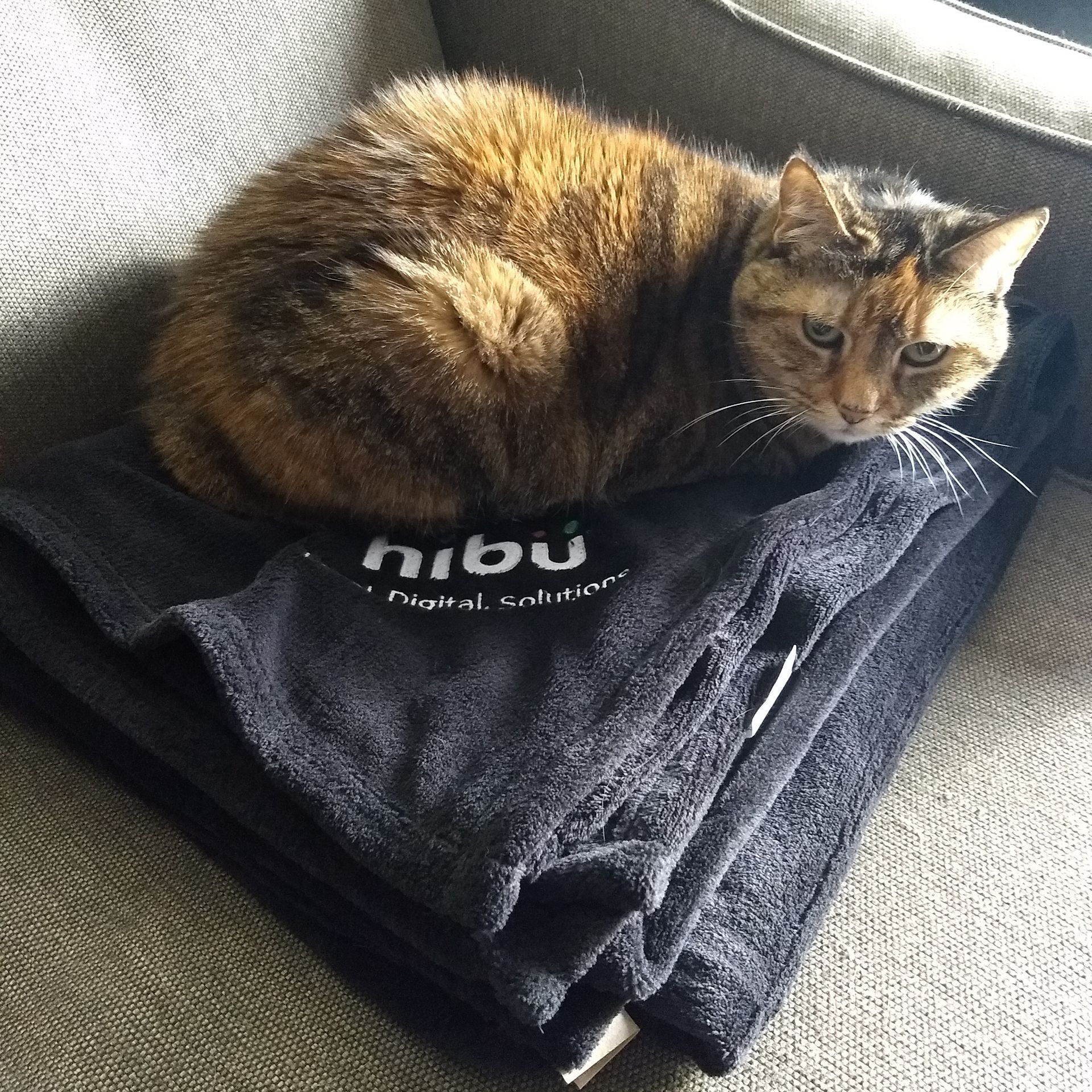 Cat resting on a folded black blanket, tan and brown fur, indoors on a sofa.
