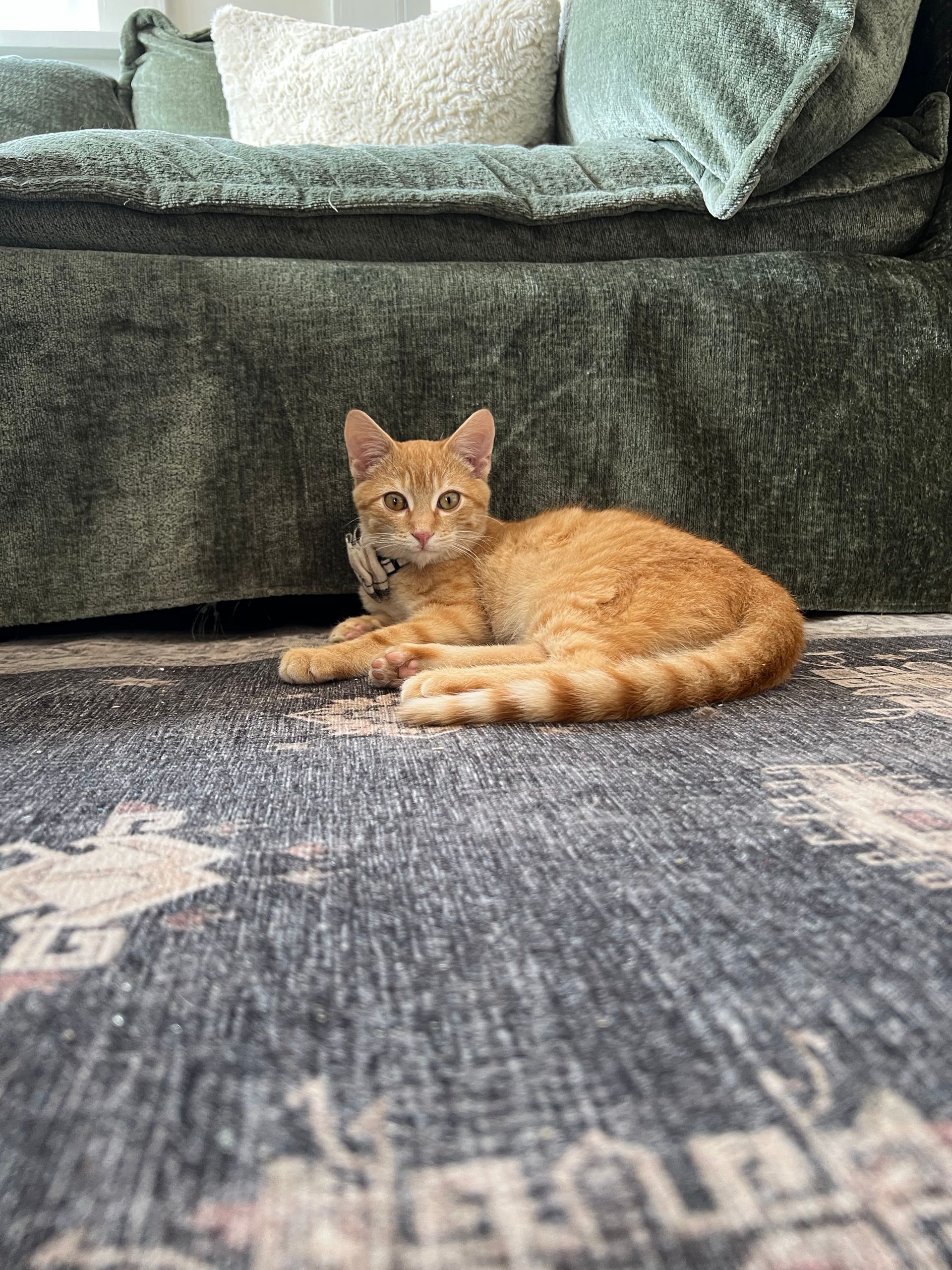 Orange tabby cat resting on a patterned rug in front of a green couch.