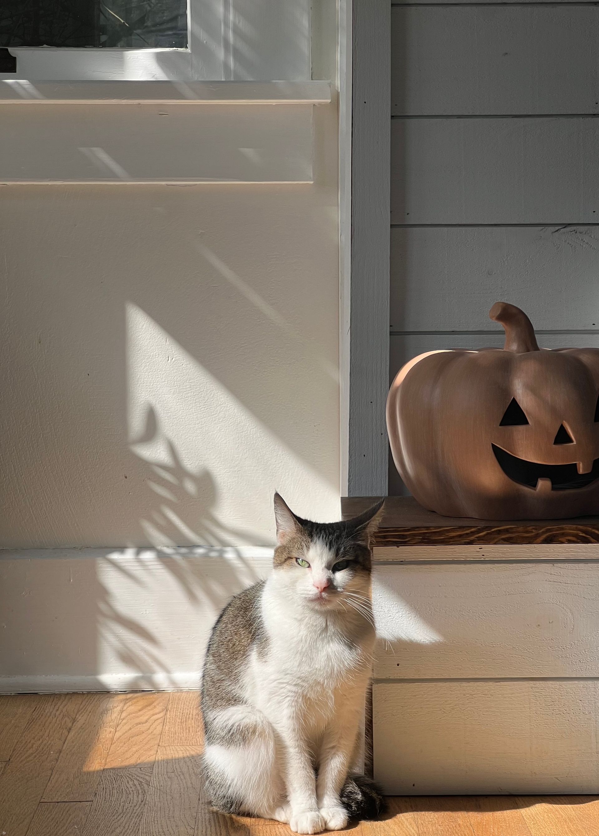 Cat sits beside a pumpkin decoration on a porch, bathed in sunlight.