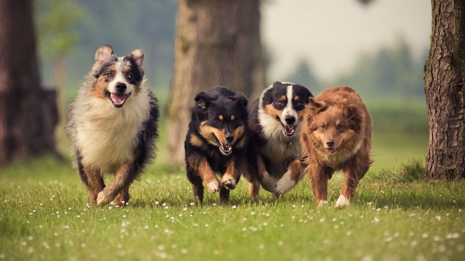 Four Australian Shepherds running toward the camera on a grassy field, trees in the background.
