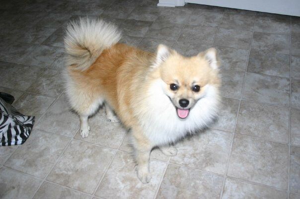 Tan and white Pomeranian dog with a fluffy tail and smiling, standing on a tiled floor.