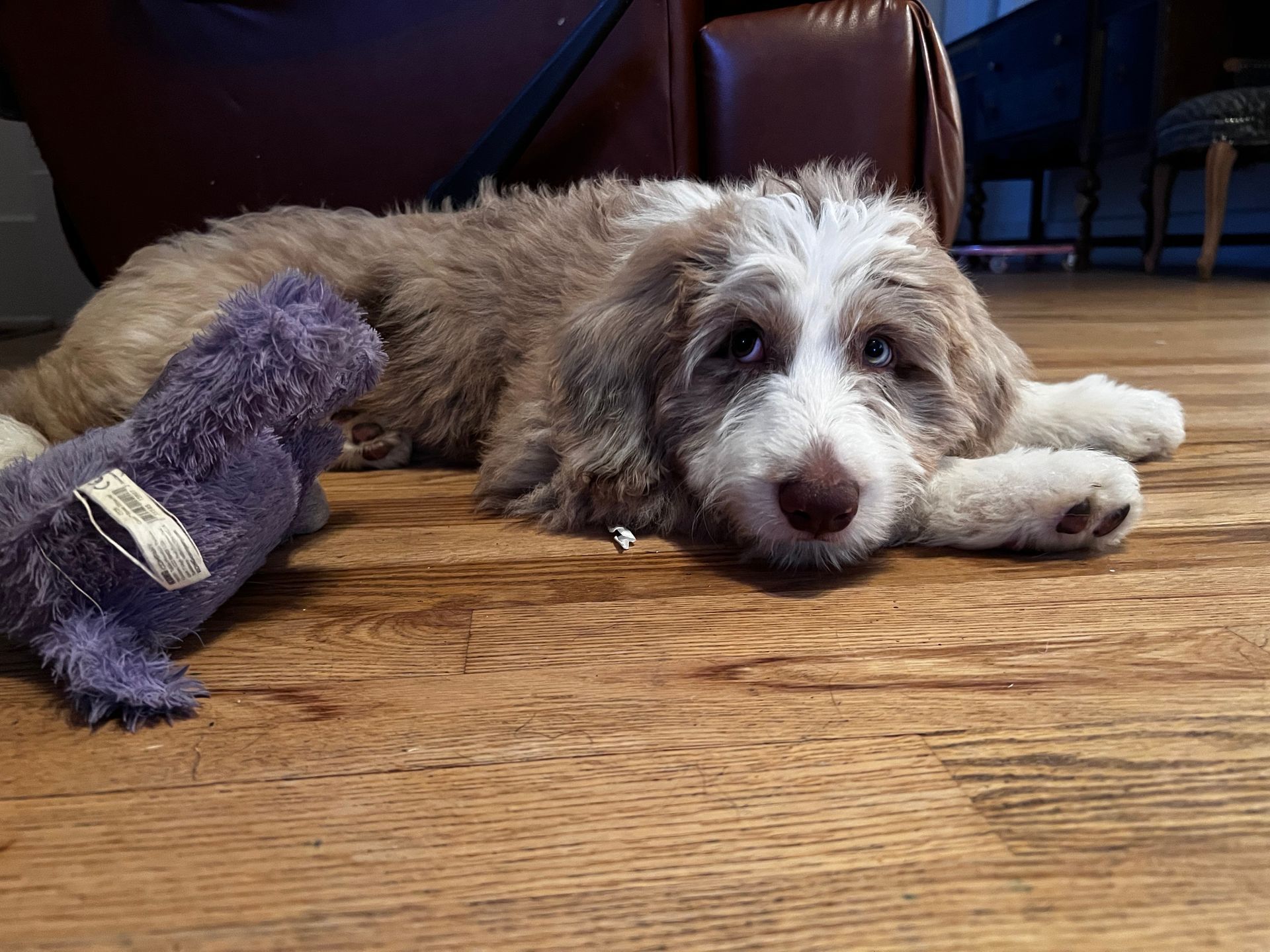 A fluffy, brown and white dog resting on a wood floor next to a purple stuffed animal.