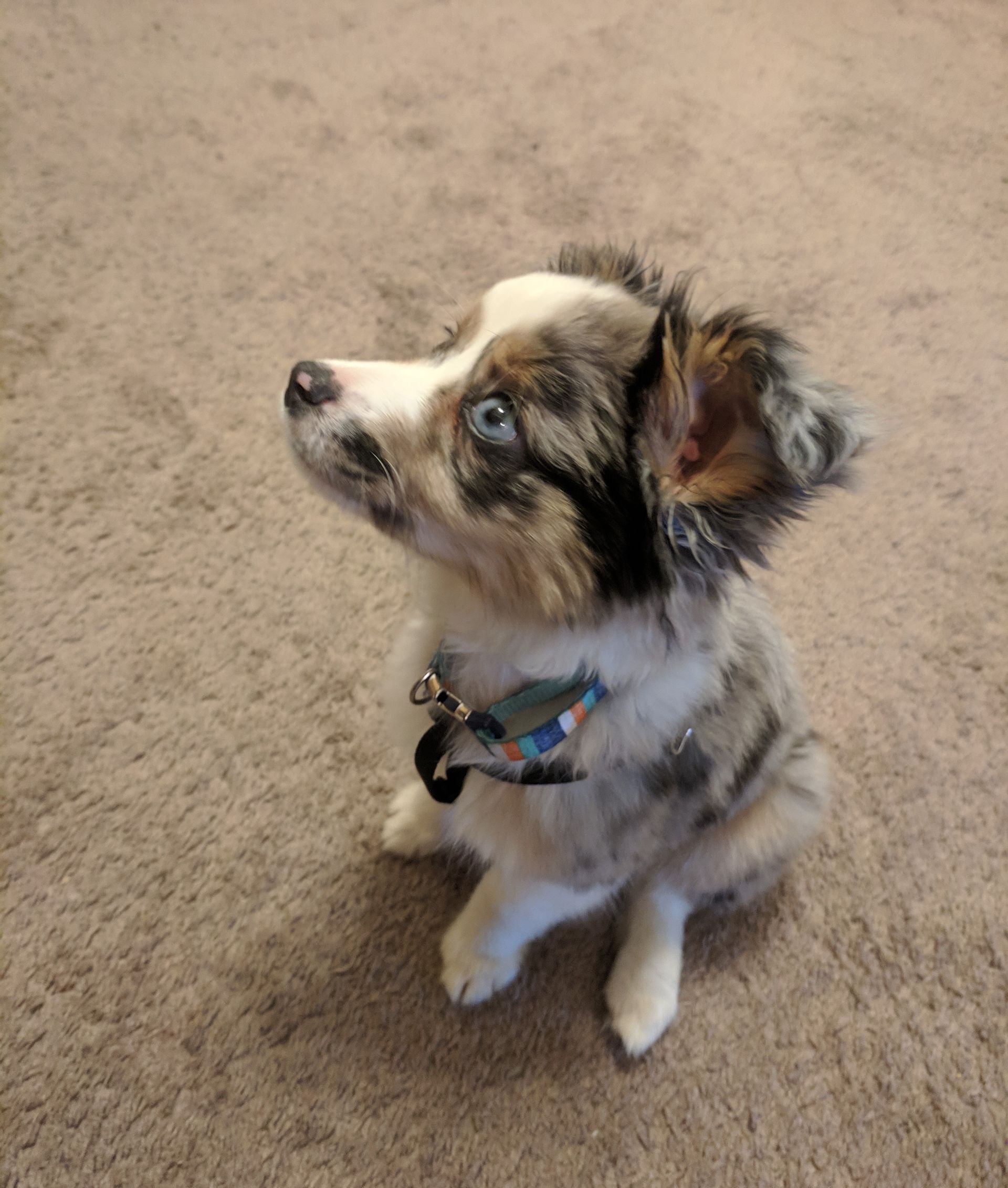 Blue merle puppy with blue eyes looking upward, wearing a collar on beige carpet.