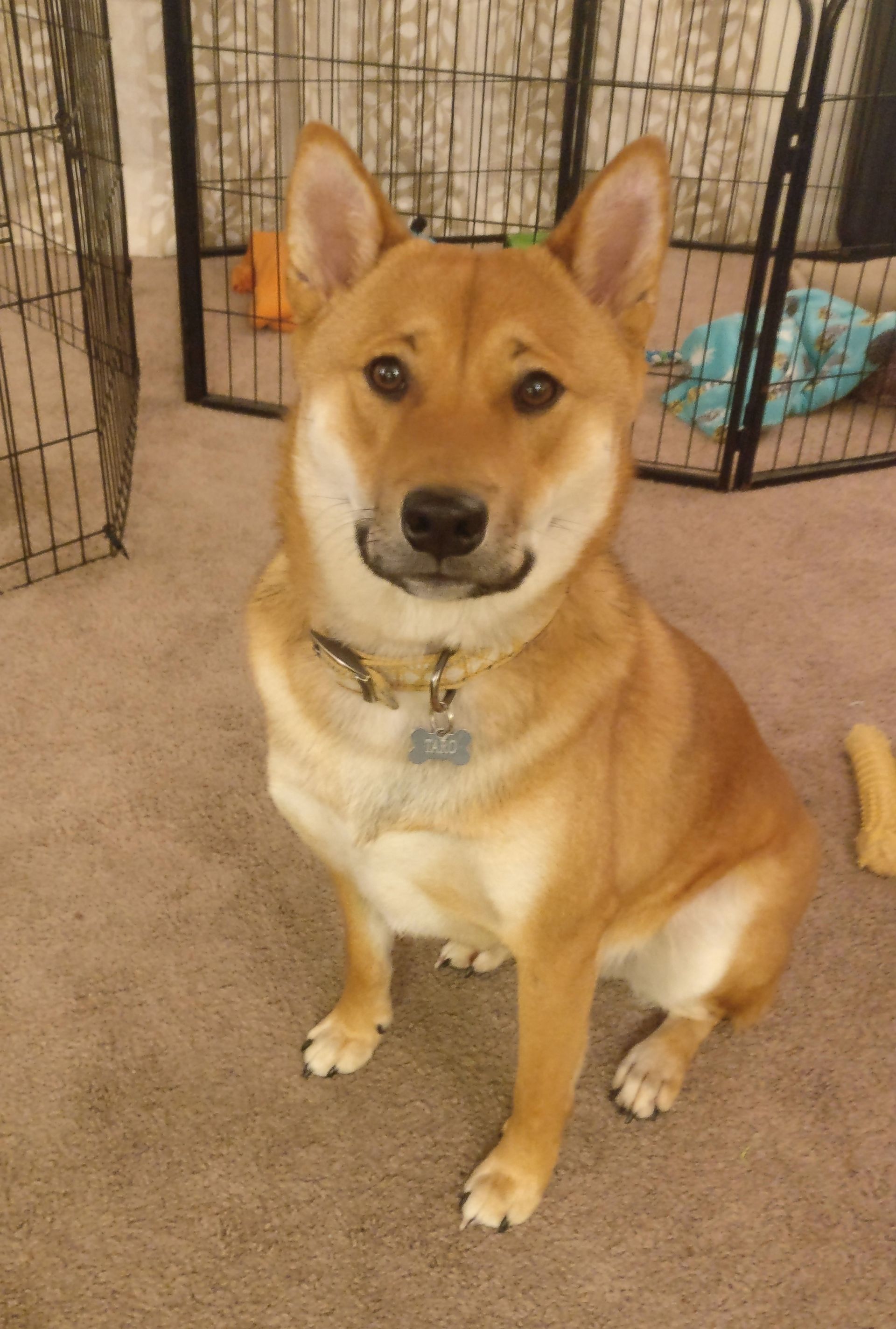 Golden Shiba Inu dog sitting, looking forward with a slight smile; indoors, with pen in background.