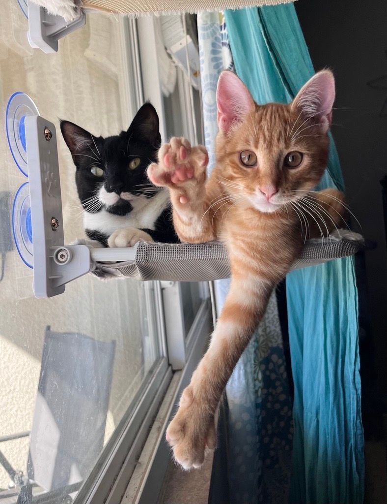 Two cats on a window perch: orange cat waving, black and white cat watching. Sunlight streams in.