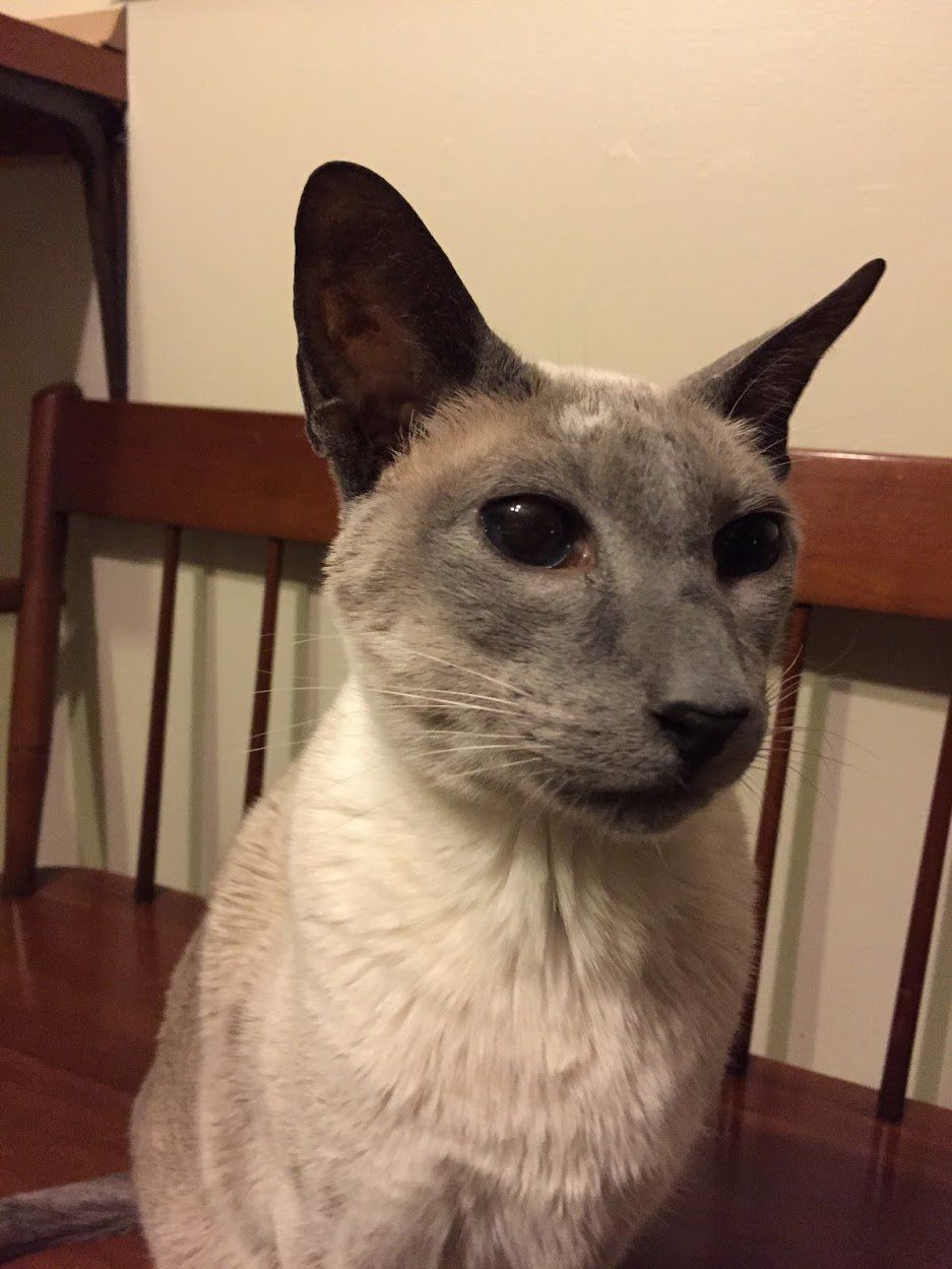 A Siamese cat with blue-gray fur sits on a wooden chair, looking to the side.