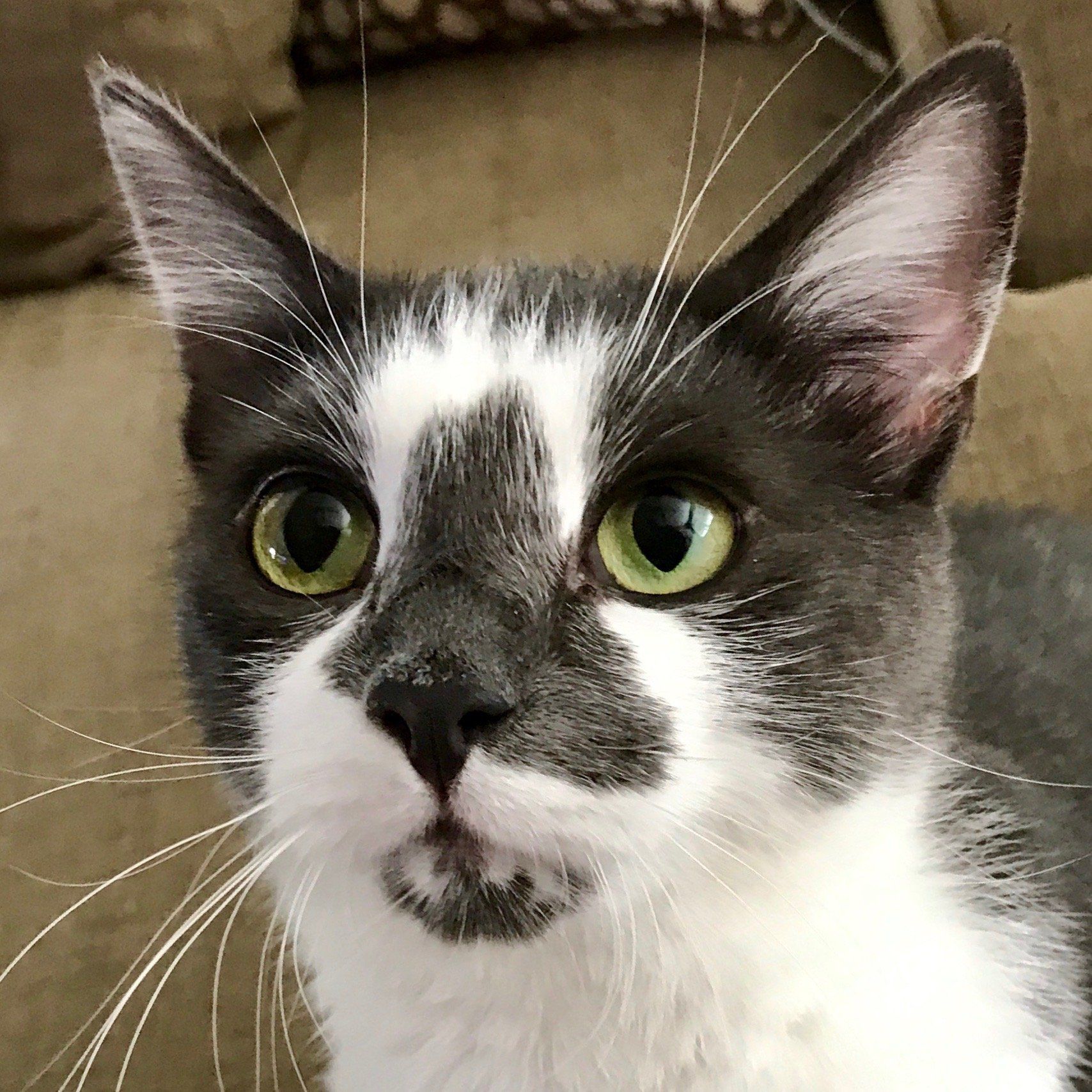 Gray and white cat with green eyes; close-up of face.